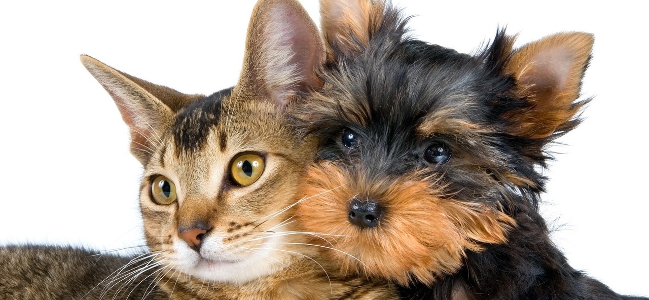 Доска объявлений о животных | ЗооТом - продажа, вязка и услуги для животных в Глазове