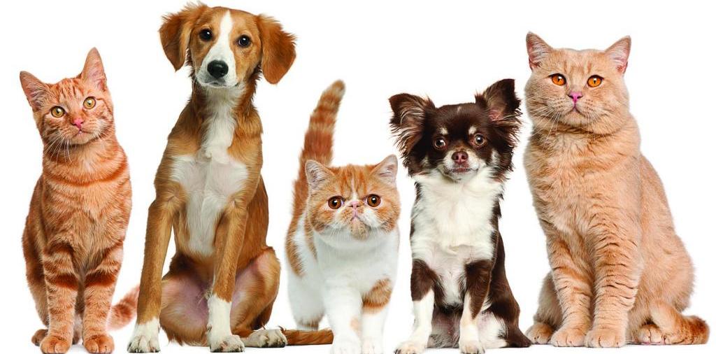Доска объявлений о животных | ЗооТом - продажа, вязка и услуги для животных в Глазове