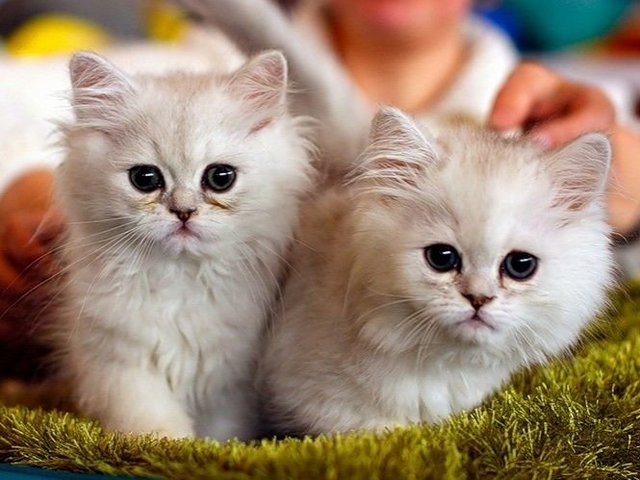 Породы кошек в Глазове | ЗооТом портал о животных
