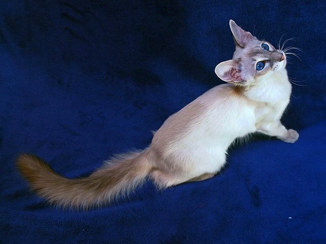 Выведенные породы кошек в Глазове | ЗооТом портал о животных