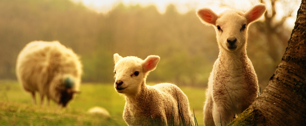 Объявления о сельскохозяйственных животных | ЗооТом - продажа, вязка и услуги для животных в Глазове