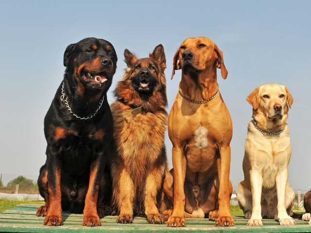 Крупные породы собак в Глазове | ЗооТом портал о животных